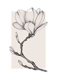 Magnolia Drawing No1 Poster In 2020 Line Art Drawings Flower Sketches Flower Drawing Download the free graphic resources in the form of png, eps, ai or psd. pinterest