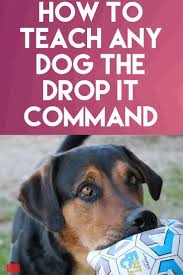 When You Intend To Educate Your New Pet Dog It Can Get Discouraging In Some Cases Luckily You Ve Come To The Ide Dog Advice Puppy Training Dog Training Tips