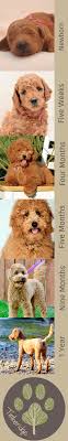 The f1b mini goldendoodle is produced by crossing a f1 goldendoodle which is half golden retriever and half standard poodle with a mini a brown goldendoodle puppy lays in the grass. Goldendoodle Growing Up Goldendoodle Goldendoodle Puppy Best Friends Pets