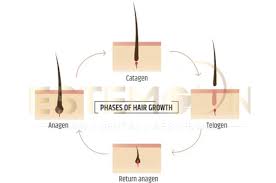 Image result for Hair Pull Test