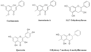 Image result for Heteropyxidaceae