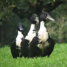Black And Yellow Duckling Swedish Black Duck Breeds Duck Feeder Breeds