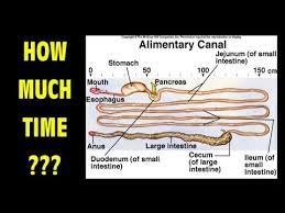 Apr 19, 2021 · dr. How Much Time Does It Take To Digest Food Youtube