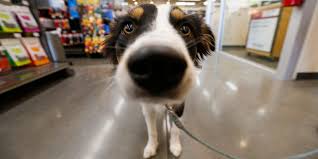 Lowes canada changed price match policy. Dog Friendly Places In Springfield Are Becoming More Common