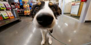 Saying no will not stop you from seeing etsy ads, but it may make them less relevant or more repetitive. Dog Friendly Places In Springfield Are Becoming More Common