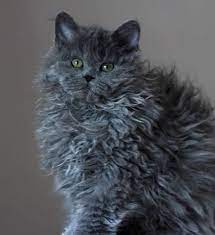 Mirek Magda Bearmiss Coco Breed Selkirk Rex Longhair Breeder Mirek Magda Bearmiss Pl C Mark Jack C Martie Mi Curly Haired Cat Curly Cat Kittens And Puppies