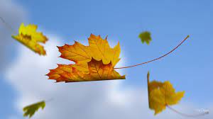 Falling Leaves 3d Falling Leaves Hd Wallpapers 3d Falling Leaves Hd Wallpapers Autumn Leaves Art Autumn Leaves Leaf Art