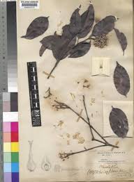 Image result for Aneulophus africanus