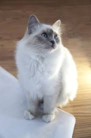 Ragdoll Kittens 11 Cat Breeds Cats Birman Cat