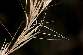 Image result for Aristida adscensionis