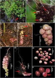 Image result for Cincinnobotrys