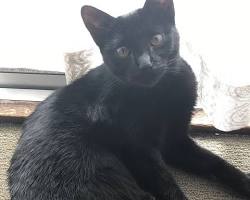 猫 過去のトラウマの画像