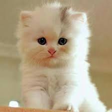 Beyaz Yavru Kedi Yavru Kediler Sevimli Kediler Sevimli Kedi Yavrulari