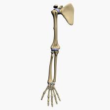 This is a 3d model of a human bone anatomy. 3d Model Bones Human Arm Anatomy