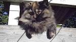 Tortoiseshell cat - Wikipedia