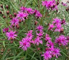 Image result for Vernonia