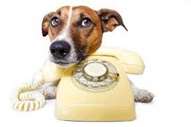 10 Toll-free Phone Numbers Every Dog Parent Should Keep Handy Pet Care Dogs Pet Care Dog Owners