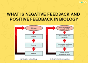What is Negative Feedback and Positive Feedback in Biology?