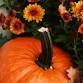 OSU Mum & Pumpkin Sale
