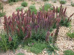 Image result for Echium