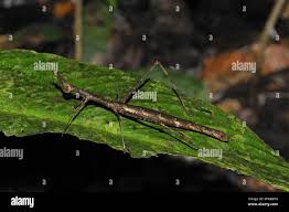 Image result for Pseudoprosopis