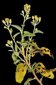Image result for Philyrophyllum schinzii