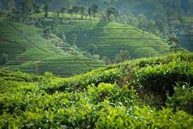 Pin On Dilmah Tea Estates