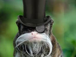 17 Animals Who Have Already Broken Their New Years Resolutions Animals Very Funny Pictures Silly Pictures