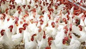ارتفاع سعر الفراخ البيضاء.. أسعار الدواجن اليوم الأربعاء بالمزرعة |  Agri2day / اجري توداي