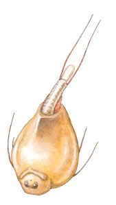 Image result for Leptoderris burundiensis