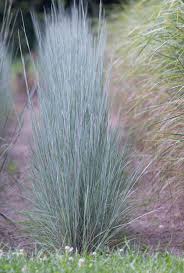 Image result for Schizachyrium brevifolium