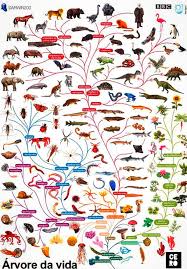 Dentro del árbol filogenético de la vida, la especie humana solo es un  integrante más. Un árbol filogenético es una representación gráfica que  muestra las relaciones evolutivas entre diferentes especies o grupos