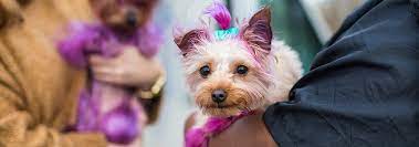 However, even though fido looks pretty in pink, dyeing a dog's hair with a product intended only for humans can cause a pup serious injury. Is Hair Dye Safe For Dogs Hill S Pet
