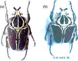 Image result for Culcasia orientalis