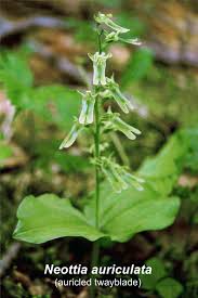 Image result for Nidorella auriculata