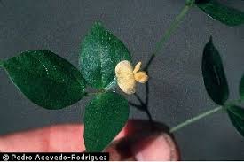 Image result for Vigna hosei