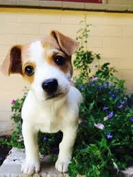 Keep a rough track of the percentage of dogs that your dog can walk by without lunging or barking. Why Puppies Bark And How To Stop It The Puppy Academy