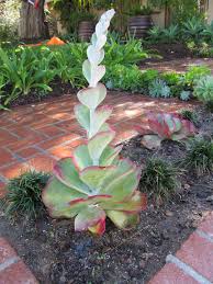 It has the best looks for just a fraction of time and attention. Pin On Rock Garden Succulents For Indoors