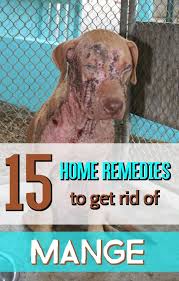 Home Remedy Hacks Dog Mange Dog Remedies Dog Treatment