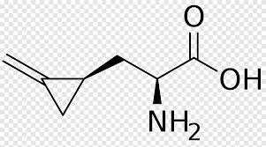 Apakah deltabarh_ fus positif atau negatif untuk meleleh? Asam Amino Kimia Formula Phenylalanine Chemical Hypoglycin A Lainnya Sudut Putih Png Pngegg