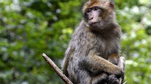 Sono implicate specie di scoiattoli, altri roditori e alcune scimmie. Un Uomo Contagiato Dal Vaiolo Delle Scimmie Prima Volta In Europa La Repubblica