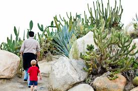 Get complete information including history, best time to visit if you take a keen interest in plants, then you must asia's biggest botanical garden dedicated to endangered species of cactus. Balboa Park S Old Cactus Garden Hauns Go West Cactus Garden Balboa Park Outdoor Landscape Design