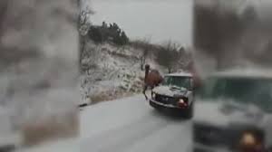 7 марта 20151 294 просмотра. Camel Spotted Wandering Pennsylvania Highway During Snowstorm Fox 8 Cleveland Wjw