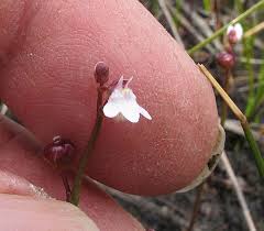 Image result for Lentibulariaceae