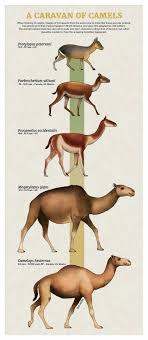 Tumblr Artist Paleoart Creates Beautiful Animal Evolution Series 22 Species In 2020 Prehistoric Animals Dinosaurs Prehistoric Animals Ancient Animals