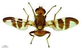 Image result for Rhagoletis completa