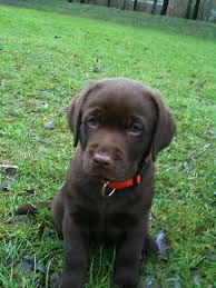 Labrador puppies for adoption london. Frankie Boy Chocolate Lab Puppy Puppy Photos Lab Puppies Chocolate Lab Puppies