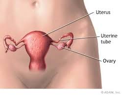 Choose from a wide range of similar scenes. The New York Times Health Image Female Reproductive Anatomy