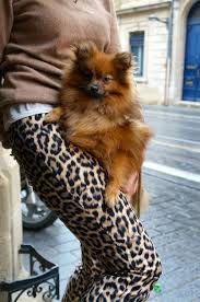 Celle Qui Joue A La Panthere Photo De Chiot Beaux Chiens Animaux Les Plus Mignons