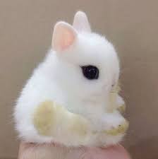 Amazing Kittens For Sale Near Me Valuable Cute Animals Cute Baby Bunnies Baby Animals Funny